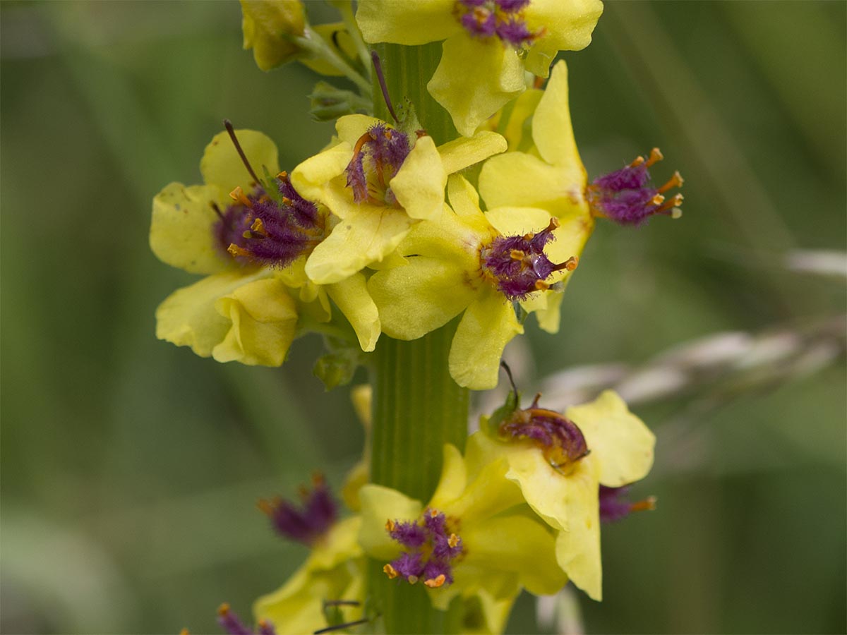 Verbascum nigrum